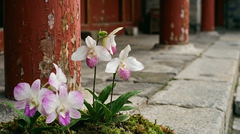 猎奇植物测评视频